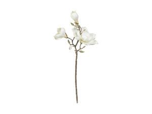 Magnolia gren hvid 70 cm