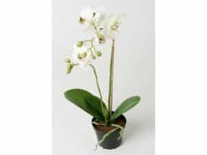 Kunstig Orkide Hvid