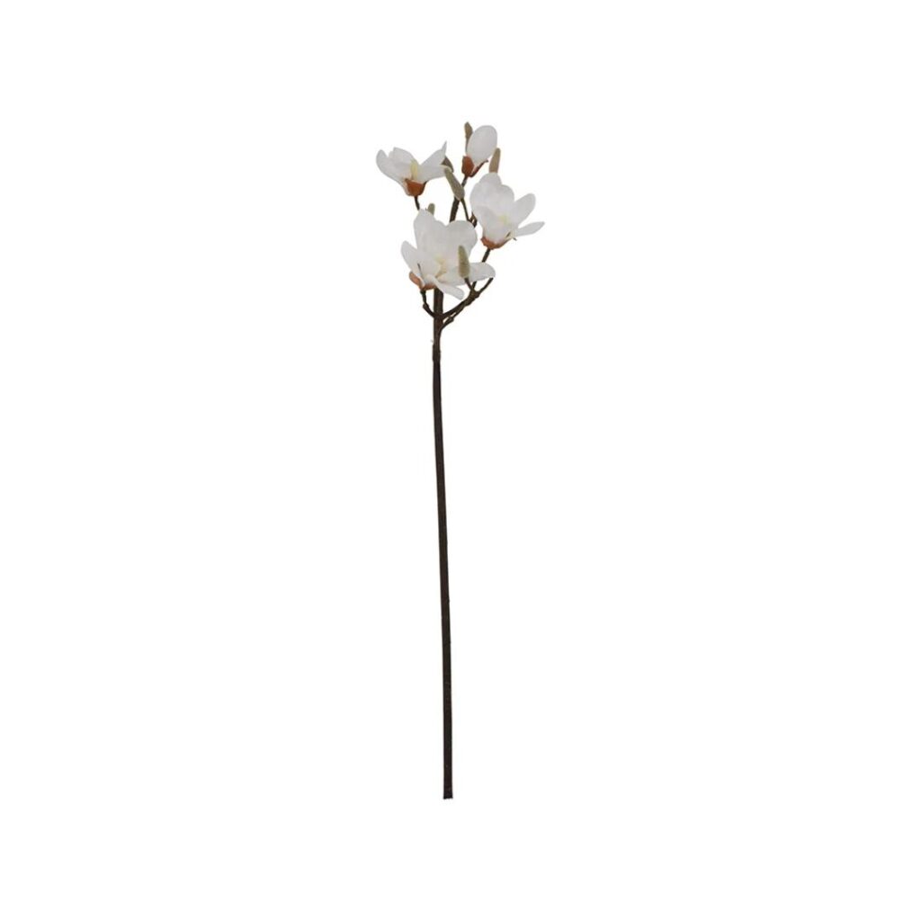 Magnoliagren 5 blomster Hvid