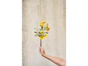 Speedtsberg Ranunkel stilk 48 cm