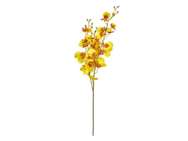 Speedtsberg Orkide Gren 76 cm
