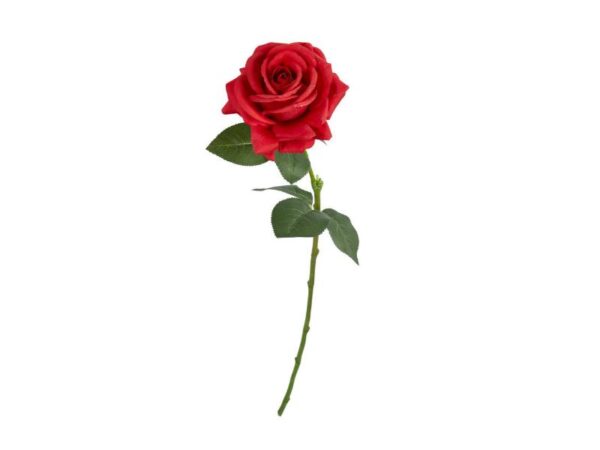Speedtsberg Rose Rød 64 cm