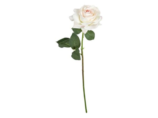 Speedtsberg Rose Pale Rose 64 cm