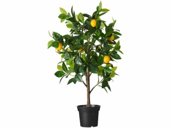 Ib Laursen Citrontræ i potte 80 cm