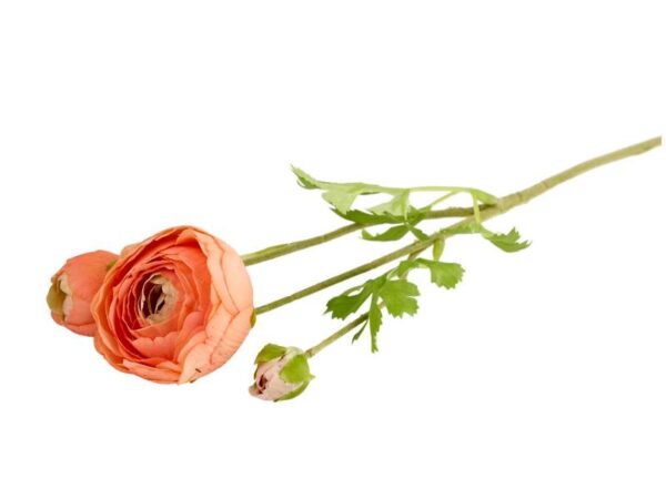Silkeblomst Ranunkel 50 cm