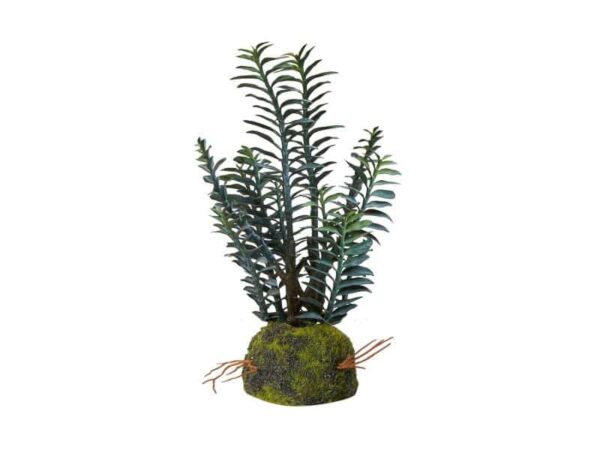 Speedtsberg Kunstig Pedilanthus med Rod H25,5 cm