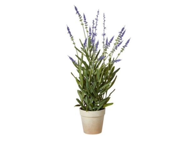 Speedtsberg Lavendel i Potte H43 cm